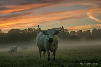 Farm animal veterinary care